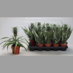 ANANAS MI AMIGO
