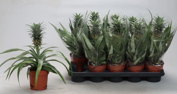 <h4>ANANAS MI AMIGO</h4>