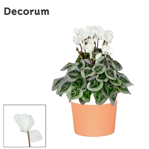 Cyclamen SS Picasso Wit Terra Cotta Pure