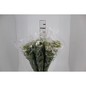 ACHILLEA MILLEFOLIUM BRANCO 070 CM
