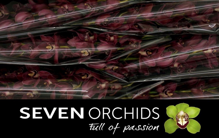 <h4>Cymb T Bp Deep Purple</h4>