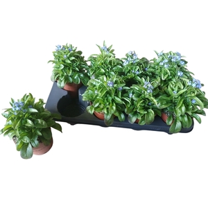 MYOS SY LAURA D BLUE