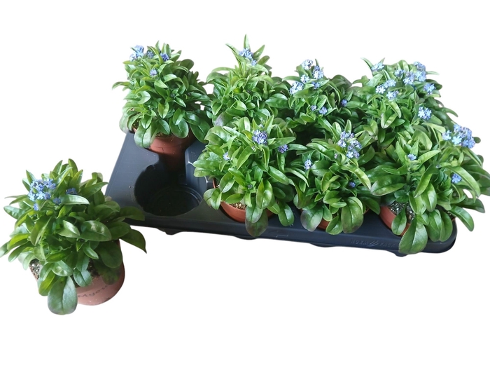 <h4>MYOS SY LAURA D BLUE</h4>