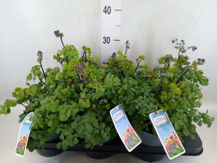 <h4>Thalictrum aquileg.</h4>