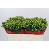Hypericum Lucky Romance
