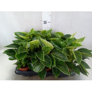 Philodendron   ...