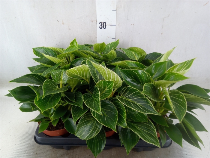 <h4>Philodendron   ...</h4>