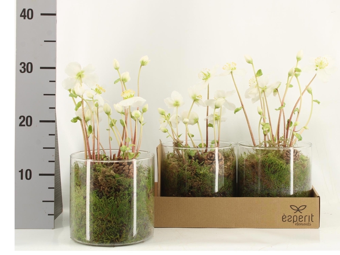 <h4>ARR KAMERPL</h4>