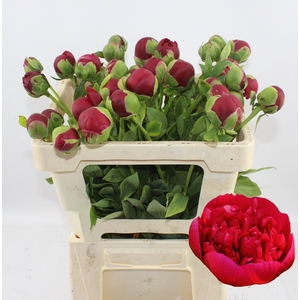 PAEO HENRY BOCKSTOCE