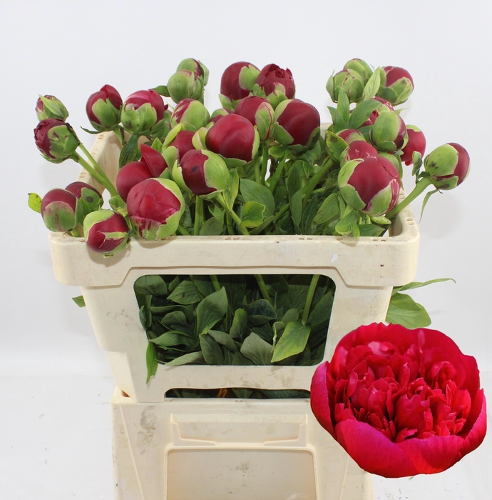 <h4>PAEO HENRY BOCKSTOCE</h4>