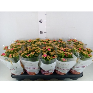 Kalanchoe blos. 'RosDon Nando'