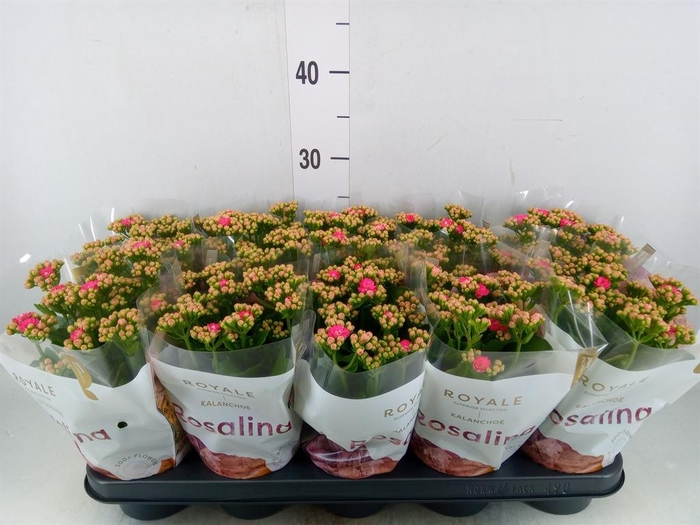 <h4>Kalanchoe blos. 'RosDon Nando'</h4>