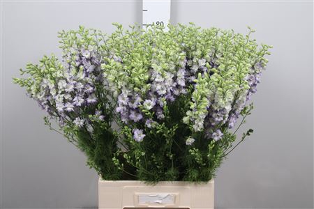 <h4>Cons R Delq White/blue Edge</h4>