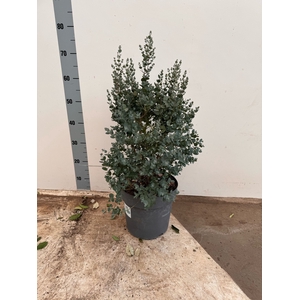 EUCAL GUNNII