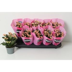 KAL GE PERFECTA PINK