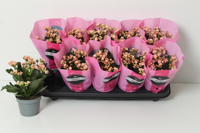 <h4>KAL GE PERFECTA PINK</h4>