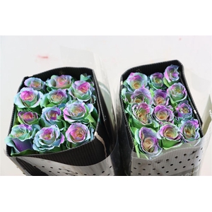 R Gr Tinted Frosting Rainbow