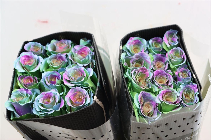 <h4>R Gr Tinted Frosting Rainbow</h4>