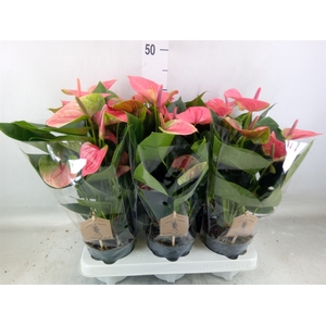 Anthurium andr. 'Sweet Dream'