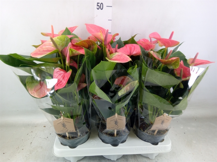 <h4>Anthurium andr. 'Sweet Dream'</h4>