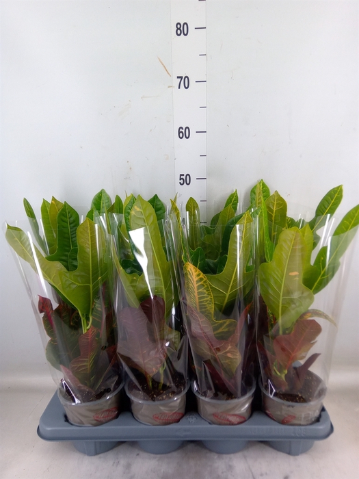 <h4>Codiaeum var. GR 'Excellent'</h4>