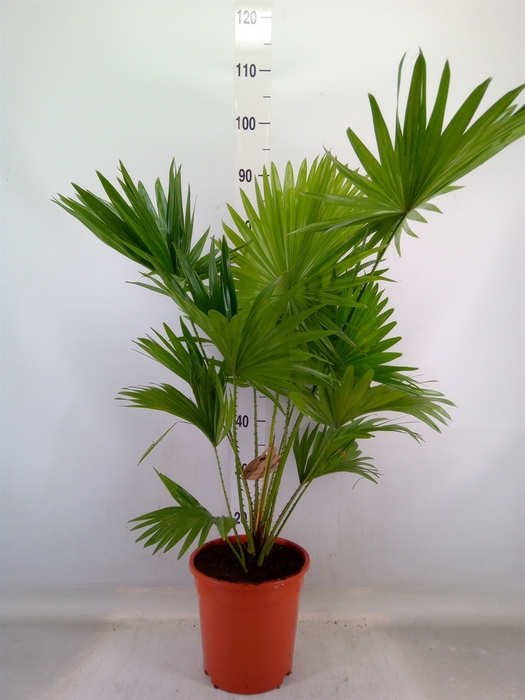 <h4>Livistona rotundifolia</h4>
