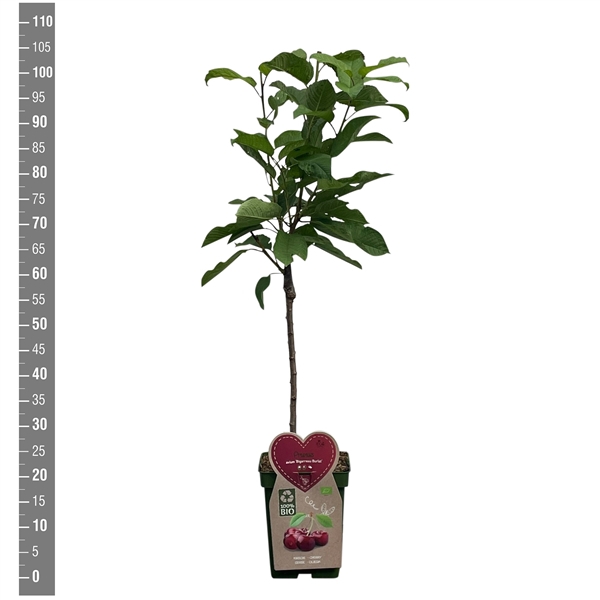 <h4>BIO-Prunus a. Bigarreau Burlat, Patioboom</h4>