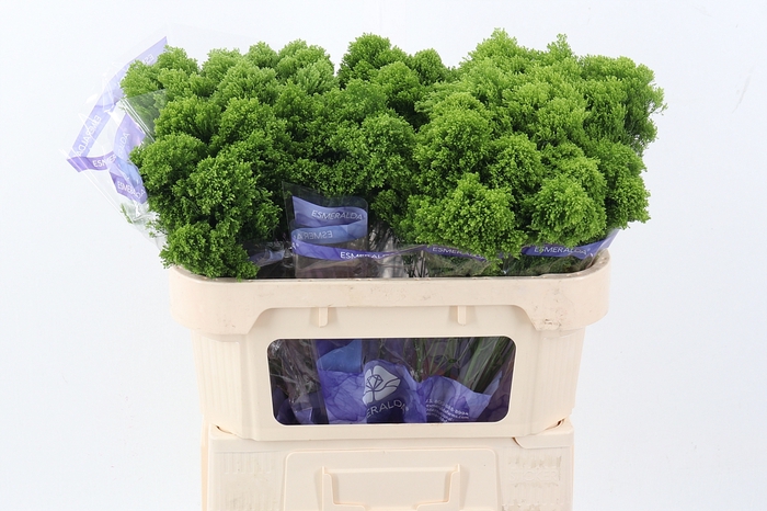 <h4>Trach Jade Green 70cm</h4>