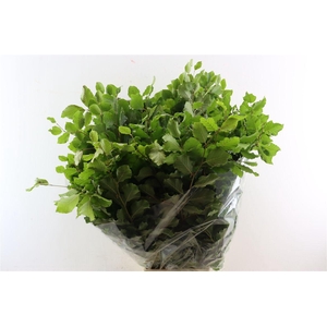 Beuk Naturel Per Bunch