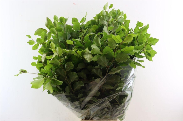 Beuk Naturel Per Bunch