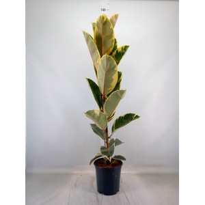 Ficus elastica 'Tineke'