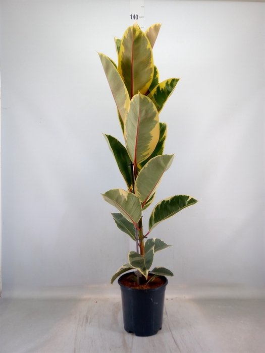 <h4>Ficus elastica 'Tineke'</h4>
