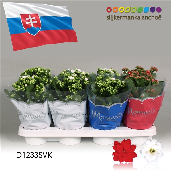<h4>Kalanchoe Moments - Slovakia flag</h4>