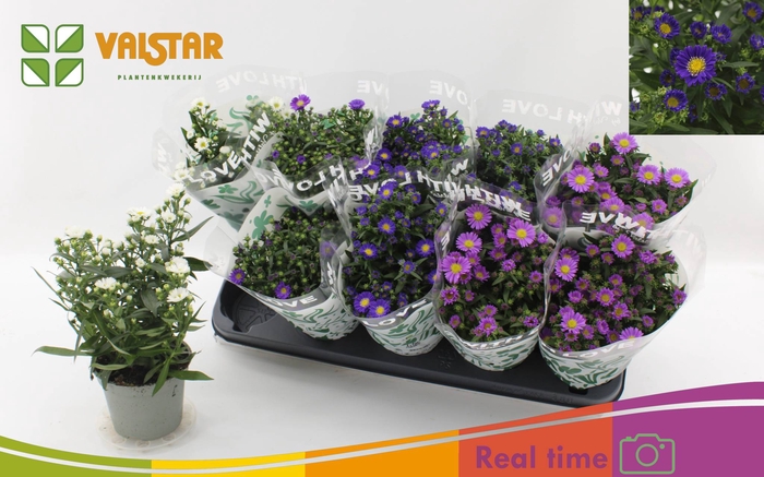 <h4>ASTE STARL GEM</h4>