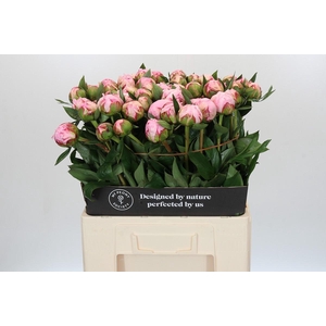 Paeonia Sarah Bernhardt