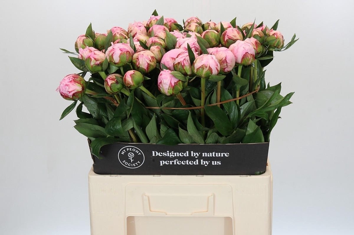 <h4>Paeonia Sarah Bernhardt</h4>