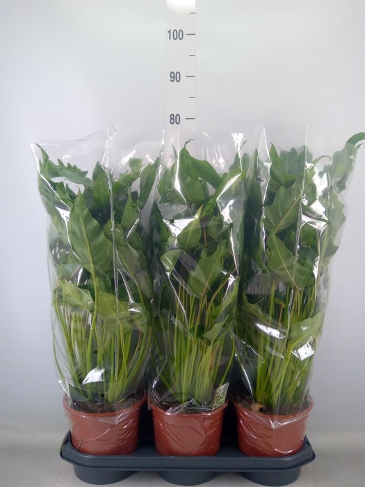 <h4>Philodendron xanadu</h4>