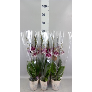 Phalaenopsis   ...