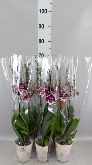<h4>Phalaenopsis   ...</h4>