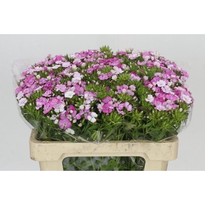 Dianthus Br Amazon Rose Magic