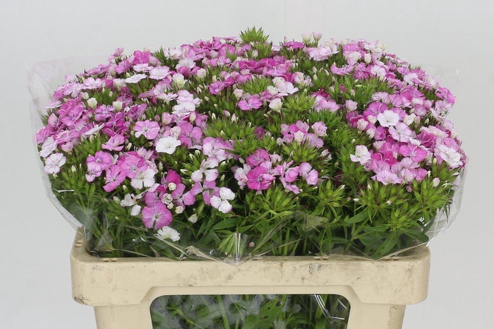 <h4>Dianthus Br Amazon Rose Magic</h4>