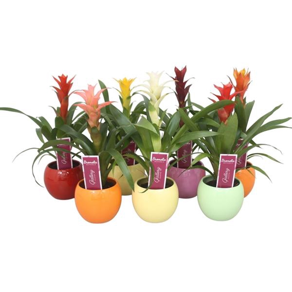 <h4>Guzmania gemengd in 5kl. bolpot</h4>