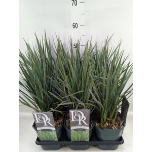 Siergras   ...              [Grass]