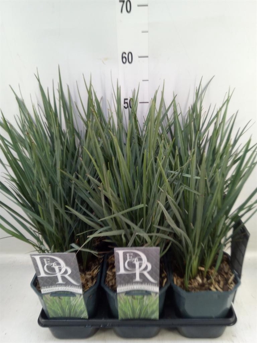 <h4>Siergras   ...              [Grass]</h4>