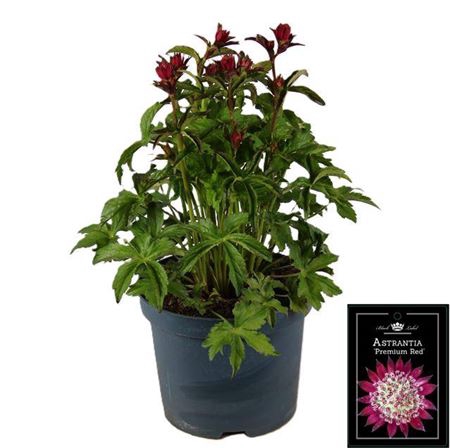 <h4>Astrantia M Star Of Beach</h4>