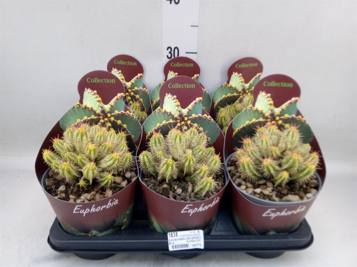 <h4>Euphorbia   ...</h4>