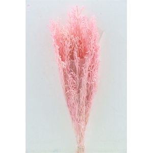 Pres Licopodium Long L Pink Bunch