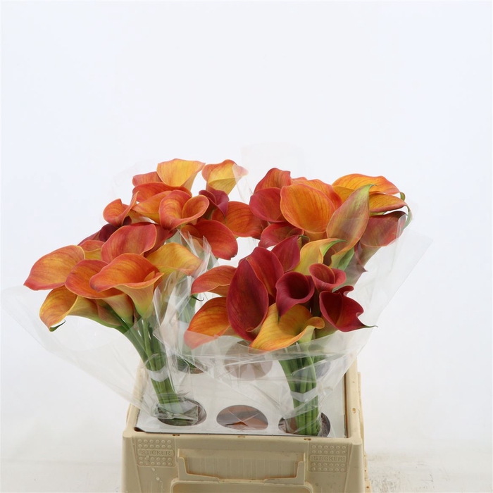 <h4>Calla Orange Pride</h4>