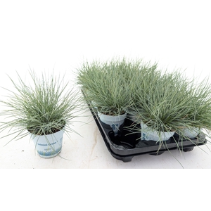 FEST GL COMPACT BLUE