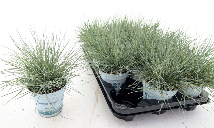 <h4>FEST GL COMPACT BLUE</h4>